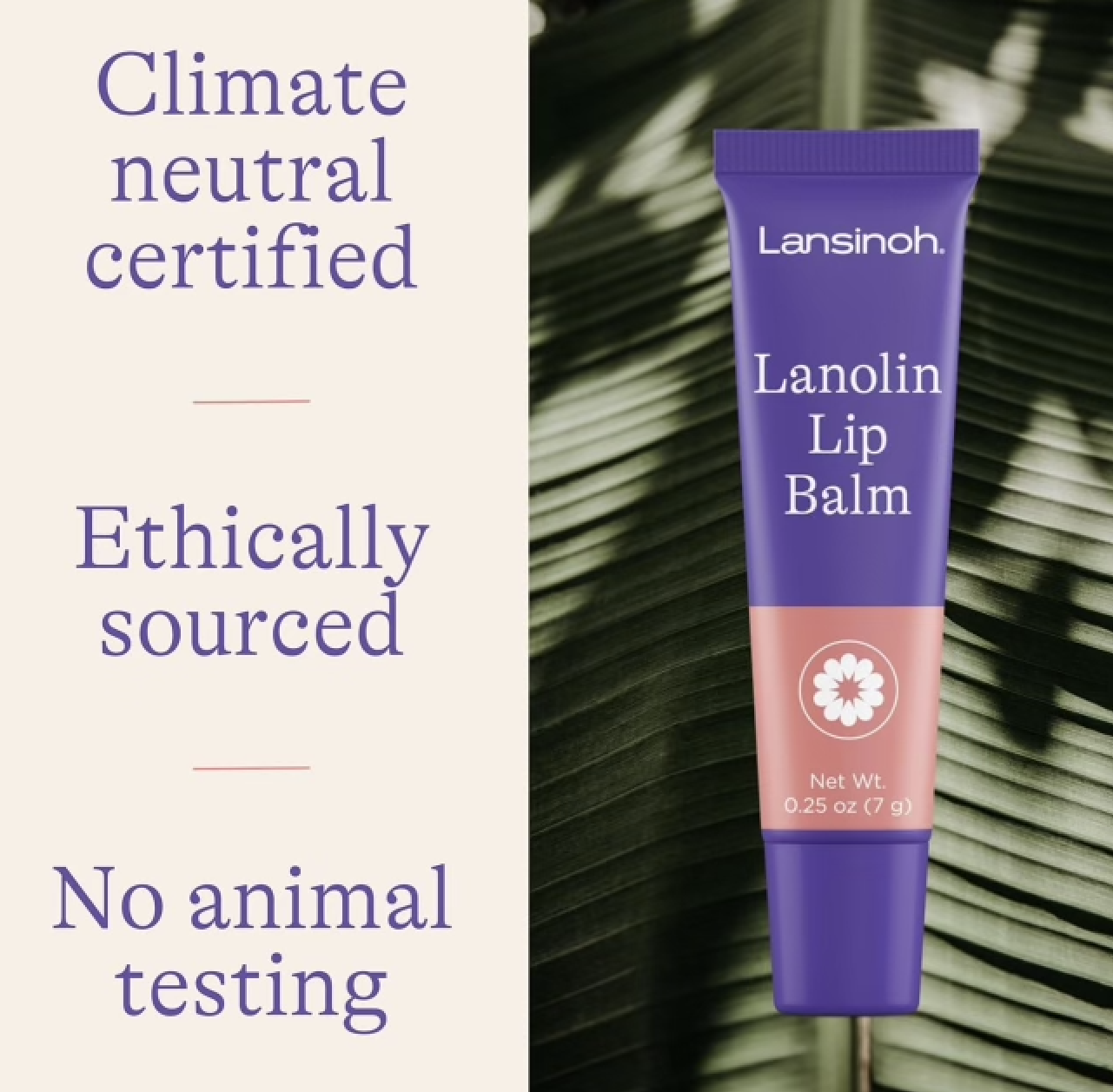 Lanolin Lip Balm Lansinoh - Image 2